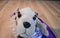 Justice Cocker Spaniel Puppy in Purple Zebra Striped Dress 2013 Purse Bag