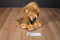 Mary Meyer Lil Leroy Orange and Brown Lion Beanbag Plush