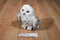 Douglas Wizard Snowy Owl Beanbag Plush