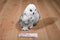 Douglas Wizard Snowy Owl Beanbag Plush
