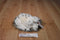 Douglas Wizard Snowy Owl Beanbag Plush