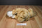 Animal Adventure Floppy Beige and White Bunny Rabbit 2000 Beanbag Plush