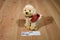 Russ Golden Retriever Puppy Dog Beanbag Plush