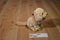 Russ Golden Retriever Puppy Dog Beanbag Plush