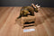 Douglas Brown Triceratops Plush