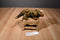 Douglas Brown Triceratops Plush