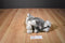 Mary Meyer Black and White Husky Dog 1992 Plush with Blue Eyes