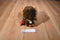 Seven20 Disney Star Wars Chewbacca Plush