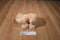 Russ Teddy of Mine Brown Beige Bear Plush