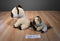Ty Classic 2017 and Babies 2016 Jaden Siamese Cat Beanbag Plush