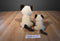 Ty Classic 2017 and Babies 2016 Jaden Siamese Cat Beanbag Plush