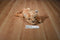 Aurora Lion Cub Beanbag Plush