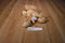 Aurora Lion Cub Beanbag Plush