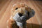 Aurora Lion Cub Beanbag Plush