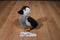 Hugfun White Grey Brown Duck Plush