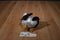 Hugfun White Grey Brown Duck Plush