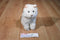 Ganz Webkinz Signature White Persian Cat WKSS2003 Plush (No Code)