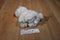Ganz Webkinz Signature White Persian Cat WKSS2003 Plush (No Code)