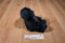 Russ Dreams Navy Blue Bear Beanbag Plush