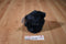 Russ Dreams Navy Blue Bear Beanbag Plush