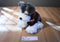 JAAG Scheels Gray and White Schnauzer 2017 Beanbag Plush