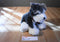 JAAG Scheels Gray and White Schnauzer 2017 Beanbag Plush