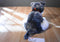 JAAG Scheels Gray and White Schnauzer 2017 Beanbag Plush