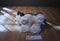 JAAG Scheels Gray and White Schnauzer 2017 Beanbag Plush