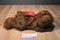 MJC Purr-fection Tiny Truffles Bear Plush