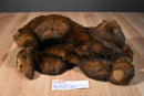 MJC Purr-fection Tiny Truffles Bear Plush