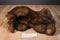 MJC Purr-fection Tiny Truffles Bear Plush