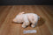 Ganz Webkinz Signature Pink Pig Beanbag Plush WKS1012 No Code