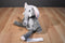 Scentsy Buddy Ollie Elephant Beanbag Plush With Scent Packet