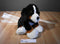 JAAG Scheels Bernese Mountain Dog Beanbag Plush