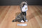 Kohl's Cares The Shy Little Kitten Cat 2017 Plush