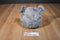 Ty Beanie Ballz Thunder the Elephant 2011 Beanbag Plush