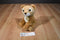Aurora Miyoni Tots Lion Cub Beanbag Plush