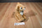Aurora Miyoni Tots Lion Cub Beanbag Plush