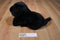 Animal Alley Black Lab Beanbag Plush