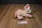 Disney Store Baby Nala Plush