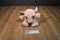 Disney Store Baby Nala Plush