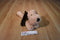 Cozy Hugs Tan and Brown Dog Warming Aromatherapy Plush