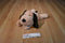 Cozy Hugs Tan and Brown Dog Warming Aromatherapy Plush