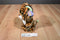Ty Beanie Boos Stripes the Tiger With Green Eyes 2011 Beanbag Plush