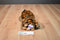 Ty Beanie Boos Stripes the Tiger With Green Eyes 2011 Beanbag Plush