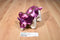 Aurora Purple and Beige Triceratops Plush