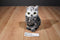 Aurora Barney the Great Horned Owl Plush