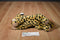 Aurora Cheetah Beanbag Plush