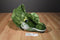Universal Studios Jurassic Park Dilophosaurus Head Wall Mount Plush