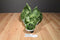 Universal Studios Jurassic Park Dilophosaurus Head Wall Mount Plush